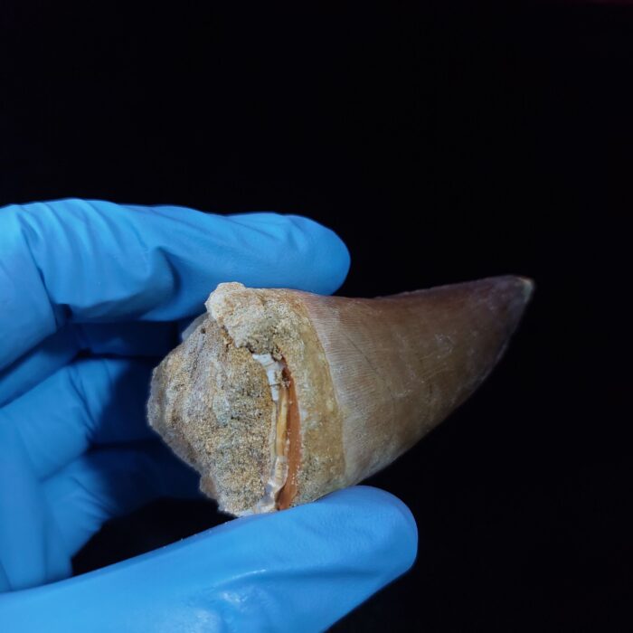 2.4" Authentic Fossil Prognathodon Tooth Rare Mosasaurus Reptile - Image 11