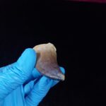 2.4" Authentic Fossil Prognathodon Tooth Rare Mosasaurus Reptile - Image 12