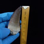 2.4" Authentic Fossil Prognathodon Tooth Rare Mosasaurus Reptile - Image 13