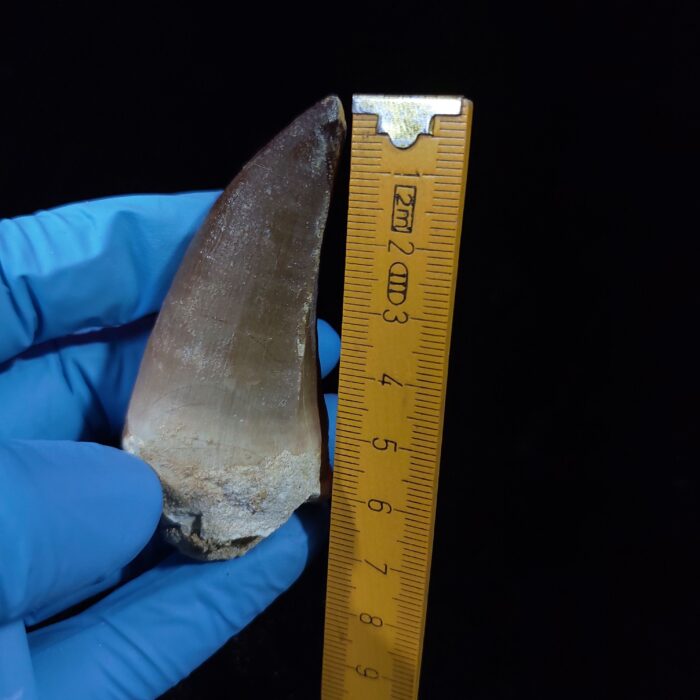 2.4" Authentic Fossil Prognathodon Tooth Rare Mosasaurus Reptile - Image 13