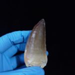 2.4" Authentic Fossil Prognathodon Tooth Rare Mosasaurus Reptile - Image 3