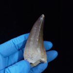 2.4" Authentic Fossil Prognathodon Tooth Rare Mosasaurus Reptile - Image 4