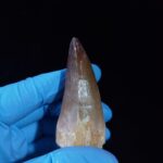 2.4" Authentic Fossil Prognathodon Tooth Rare Mosasaurus Reptile - Image 5