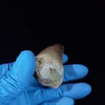 2.4" Authentic Fossil Prognathodon Tooth Rare Mosasaurus Reptile - Image 6