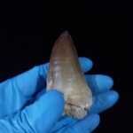 2.4" Authentic Fossil Prognathodon Tooth Rare Mosasaurus Reptile - Image 7