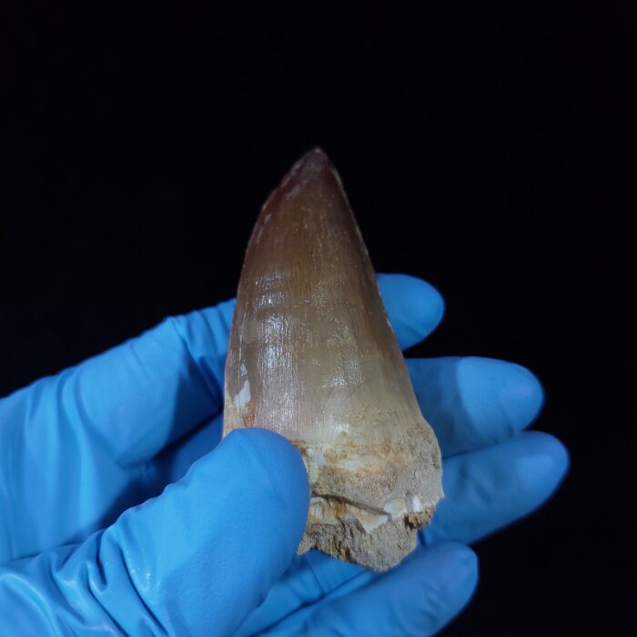 2.4" Authentic Fossil Prognathodon Tooth Rare Mosasaurus Reptile - Image 7