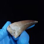 2.4" Authentic Fossil Prognathodon Tooth Rare Mosasaurus Reptile - Image 8