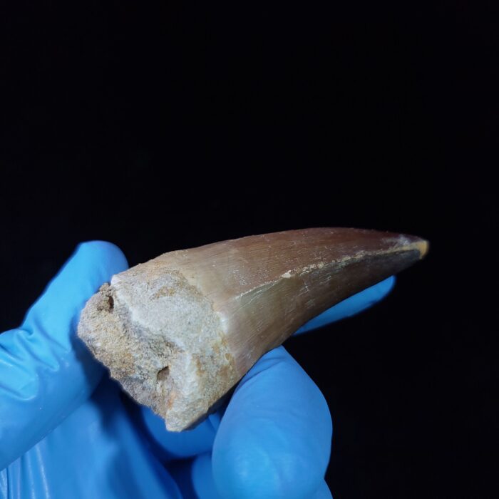 2.4" Authentic Fossil Prognathodon Tooth Rare Mosasaurus Reptile - Image 8