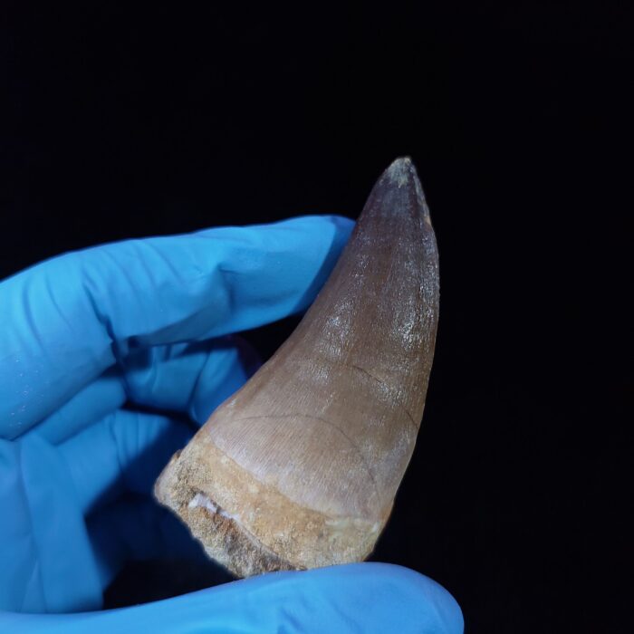 2.4" Authentic Fossil Prognathodon Tooth Rare Mosasaurus Reptile - Image 9