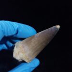 2.4" Authentic Fossil Prognathodon Tooth Rare Mosasaurus Reptile - Image 10
