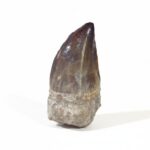 2.3" Mosasaurus Tooth Rare Prognathodon SP teeth Cretaceous
