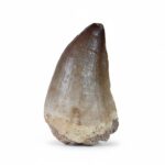 1.9" Mosasaurus Tooth Rare Fossil Dinosaur for sale