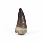 2.4" Huge Mosasaurus Tooth Rare Fossil specimens Dinosaur