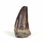 2.3" top Mosasaurus tooth for sale Rare Fossil Dinosaur