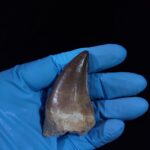 2.1" Deformed Mosasaur tooth Fossil dinosaur cretaceous