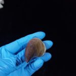 2.1" Deformed Mosasaur tooth Fossil dinosaur cretaceous - Image 11