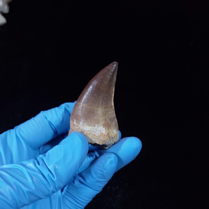 2.1" Deformed Mosasaur tooth Fossil dinosaur cretaceous - Image 12