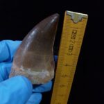 2.1" Deformed Mosasaur tooth Fossil dinosaur cretaceous - Image 13