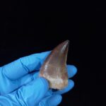 2.1" Deformed Mosasaur tooth Fossil dinosaur cretaceous - Image 3