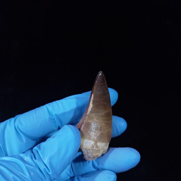 2.1" Deformed Mosasaur tooth Fossil dinosaur cretaceous - Image 4