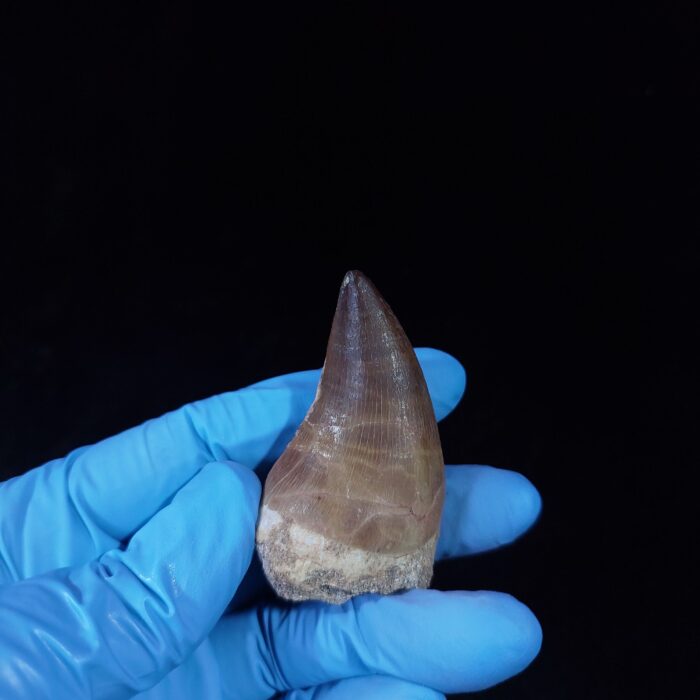 2.1" Deformed Mosasaur tooth Fossil dinosaur cretaceous - Image 5