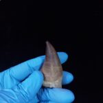 2.1" Deformed Mosasaur tooth Fossil dinosaur cretaceous - Image 6