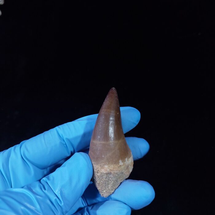 2.1" Deformed Mosasaur tooth Fossil dinosaur cretaceous - Image 7