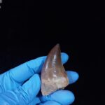 2.1" Deformed Mosasaur tooth Fossil dinosaur cretaceous - Image 8
