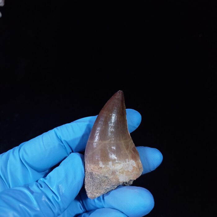 2.1" Deformed Mosasaur tooth Fossil dinosaur cretaceous - Image 8