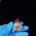 2.1" Deformed Mosasaur tooth Fossil dinosaur cretaceous - Image 9