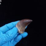 2.1" Deformed Mosasaur tooth Fossil dinosaur cretaceous - Image 10