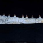 25" Original Mosasaurus Jaw Rare Fossil Hoffmanni dinosaur