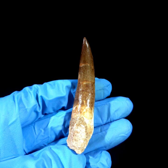 2.8" Huge Plesiosaurus Tooth Rare Fossilized Morocco Dino - Image 1