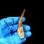 2.8" Huge Plesiosaurus Tooth Rare Fossilized Morocco Dino - Image 3
