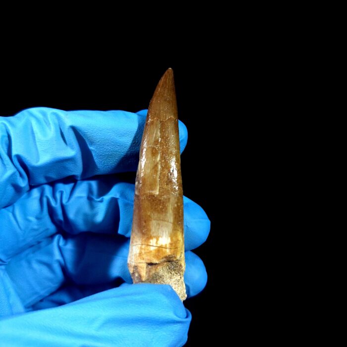 2.8" Huge Plesiosaurus Tooth Rare Fossilized Morocco Dino - Image 4