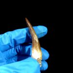 2.8" Huge Plesiosaurus Tooth Rare Fossilized Morocco Dino - Image 5