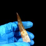 2.8" Huge Plesiosaurus Tooth Rare Fossilized Morocco Dino - Image 6