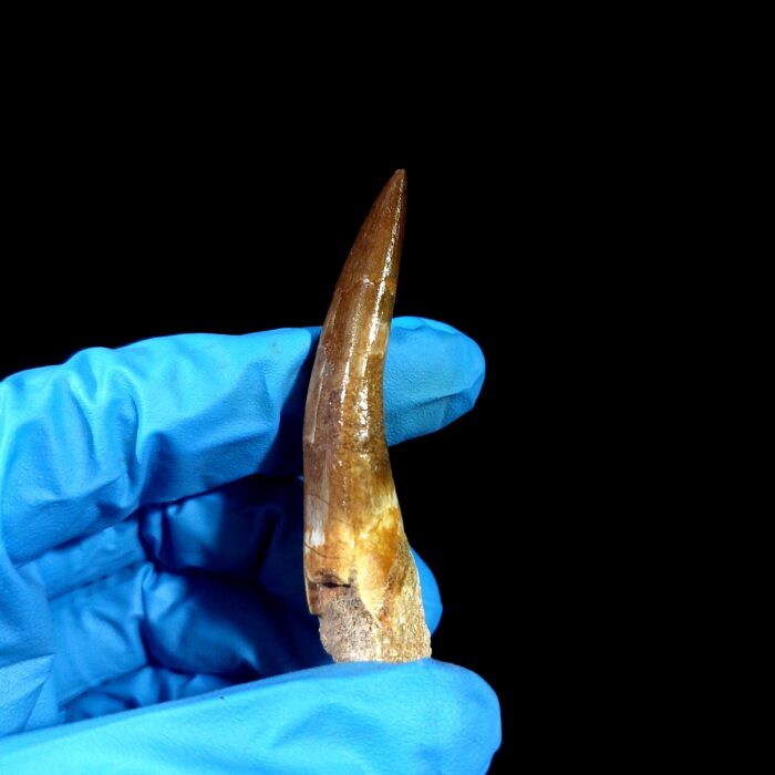 2.8" Huge Plesiosaurus Tooth Rare Fossilized Morocco Dino - Image 7
