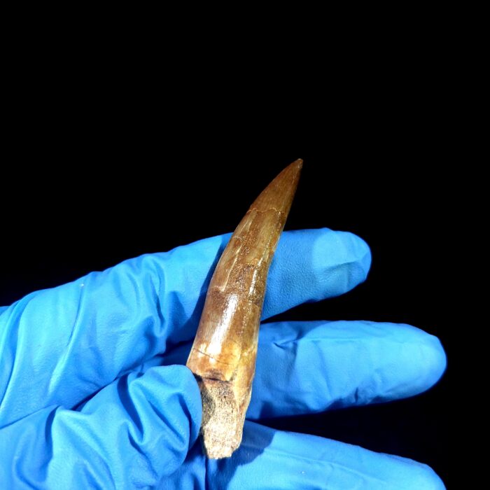 2.8" Huge Plesiosaurus Tooth Rare Fossilized Morocco Dino - Image 8