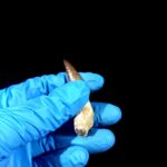 2.8" Huge Plesiosaurus Tooth Rare Fossilized Morocco Dino - Image 9
