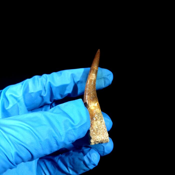 2.8" Huge Plesiosaurus Tooth Rare Fossilized Morocco Dino - Image 10