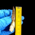 2.8" Huge Plesiosaurus Tooth Rare Fossilized Morocco Dino - Image 11