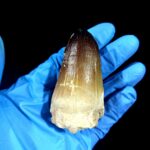 2.7" Huge Mosasaurus Tooth Rare Fossil Prognathodon Skull