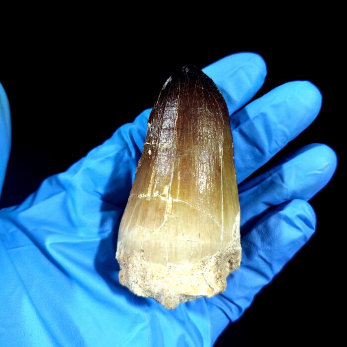 2.7" Huge Mosasaurus Tooth Rare Fossil Prognathodon Skull - Image 1
