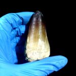 2.7" Huge Mosasaurus Tooth Rare Fossil Prognathodon Skull - Image 3