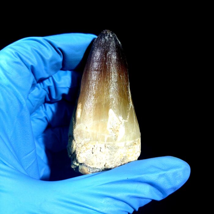 2.7" Huge Mosasaurus Tooth Rare Fossil Prognathodon Skull - Image 3