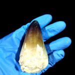 2.7" Huge Mosasaurus Tooth Rare Fossil Prognathodon Skull - Image 4