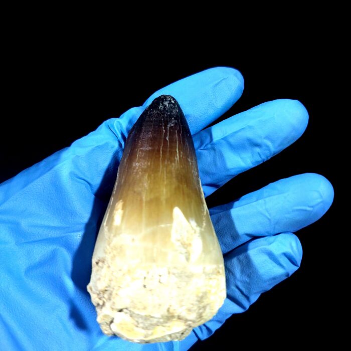 2.7" Huge Mosasaurus Tooth Rare Fossil Prognathodon Skull - Image 4