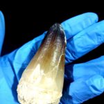 2.7" Huge Mosasaurus Tooth Rare Fossil Prognathodon Skull - Image 5