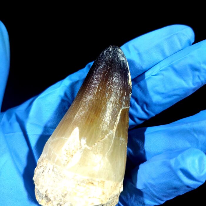2.7" Huge Mosasaurus Tooth Rare Fossil Prognathodon Skull - Image 5